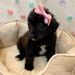 Aussiedoodle Puppy Caylee