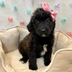 Aussiedoodle Puppy Caylee