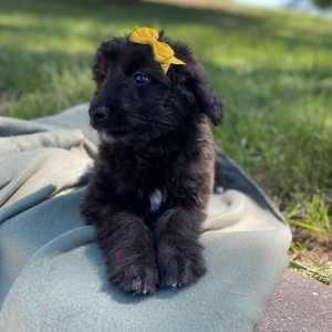 Aussiedoodle Puppy Caylee