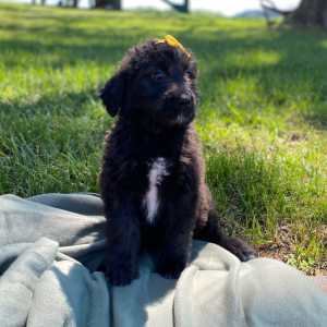 Aussiedoodle Puppy Caylee