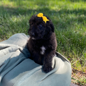 Aussiedoodle Puppy Caylee