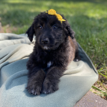 Aussiedoodle Puppy Caylee