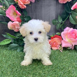 Havanese Puppy Anton