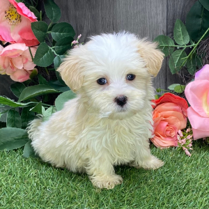Havanese Puppy Anton