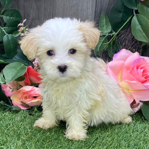 Havanese Puppy Anton