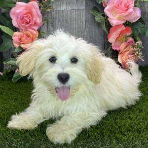 Havanese Puppy Anton