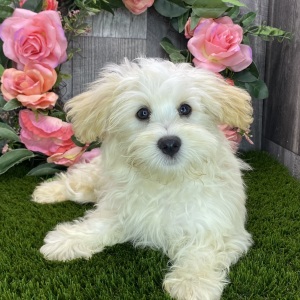 Havanese Puppy Anton