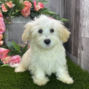 Havanese Puppy Anton
