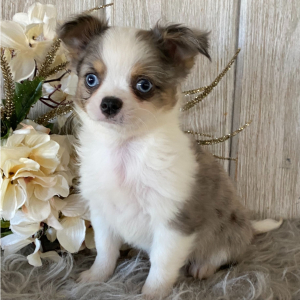 Chihuahua Puppy Taylor