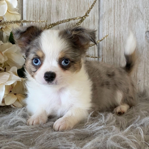 Chihuahua Puppy Taylor