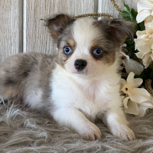 Chihuahua Puppy Taylor