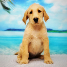 Labradoodle Puppy Millie