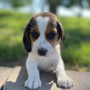 Beagle Puppy Glori