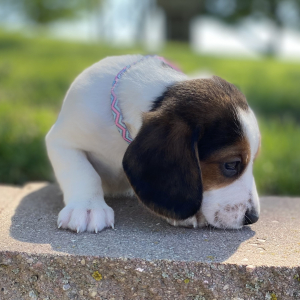 Beagle Puppy Glori
