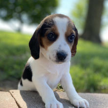 Beagle Puppy Glori