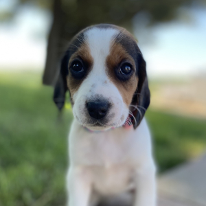 Beagle Puppy Glori