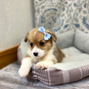 Pembroke Welsh Corgi Puppy Lenisa