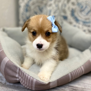 Pembroke Welsh Corgi Puppy Lenisa