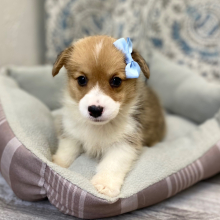 Pembroke Welsh Corgi Puppy Lenisa