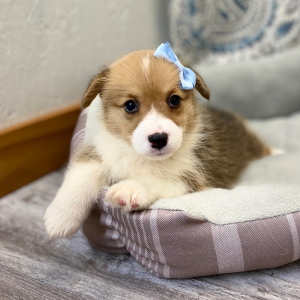 Pembroke Welsh Corgi Puppy Lenisa