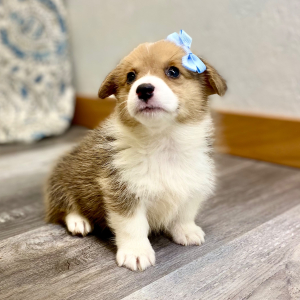 Pembroke Welsh Corgi Puppy Lenisa