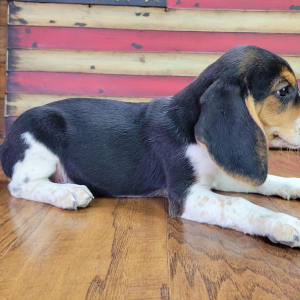 Beagle Puppy Maggie