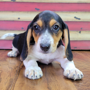 Beagle Puppy Maggie