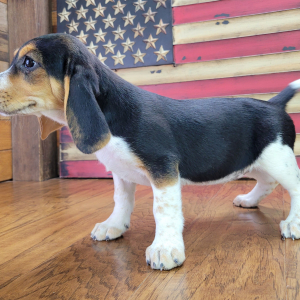 Beagle Puppy Maggie