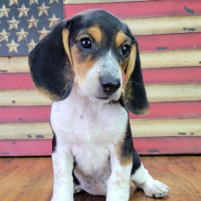 Beagle Puppy Maggie