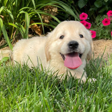 Golden Retriever Puppy Kim