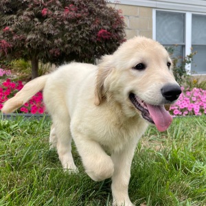 Golden Retriever Puppy Kim
