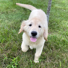 Golden Retriever Puppy Kim