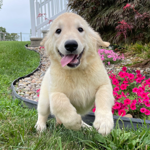 Golden Retriever Puppy Kim