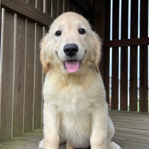 Golden Retriever Puppy Kim