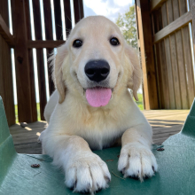 Golden Retriever Puppy Kim