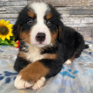 Bernese Mountain Dog Puppy Gary