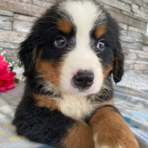 Bernese Mountain Dog Puppy Gary
