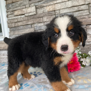 Bernese Mountain Dog Puppy Gary