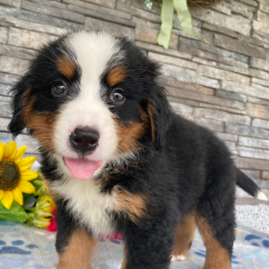 Bernese Mountain Dog Puppy Gary