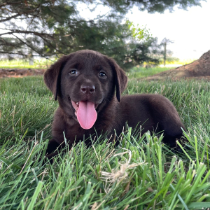 Labrador Retriever Puppy Gina