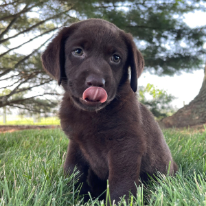 Labrador Retriever Puppy Gina