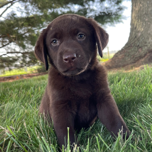 Labrador Retriever Puppy Gina