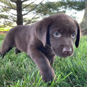 Labrador Retriever Puppy Gina