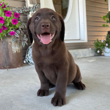 Labrador Retriever Puppy Gina