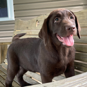 Labrador Retriever Puppy Gina