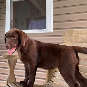 Labrador Retriever Puppy Gina