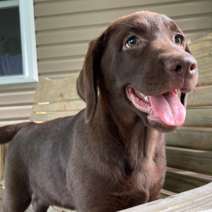 Labrador Retriever Puppy Gina