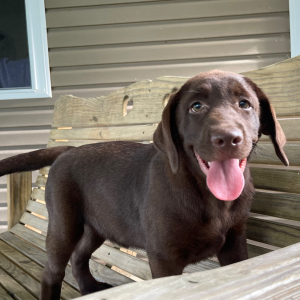 Labrador Retriever Puppy Gina