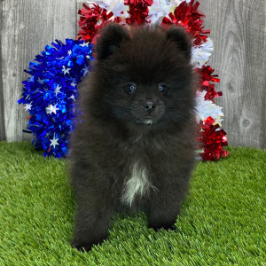 Pomeranian Puppy Bennie