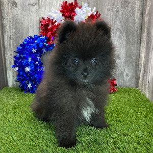 Pomeranian Puppy Bennie